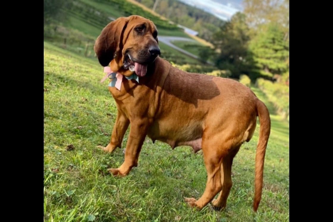 Bloodhound Puppies breeder image 10