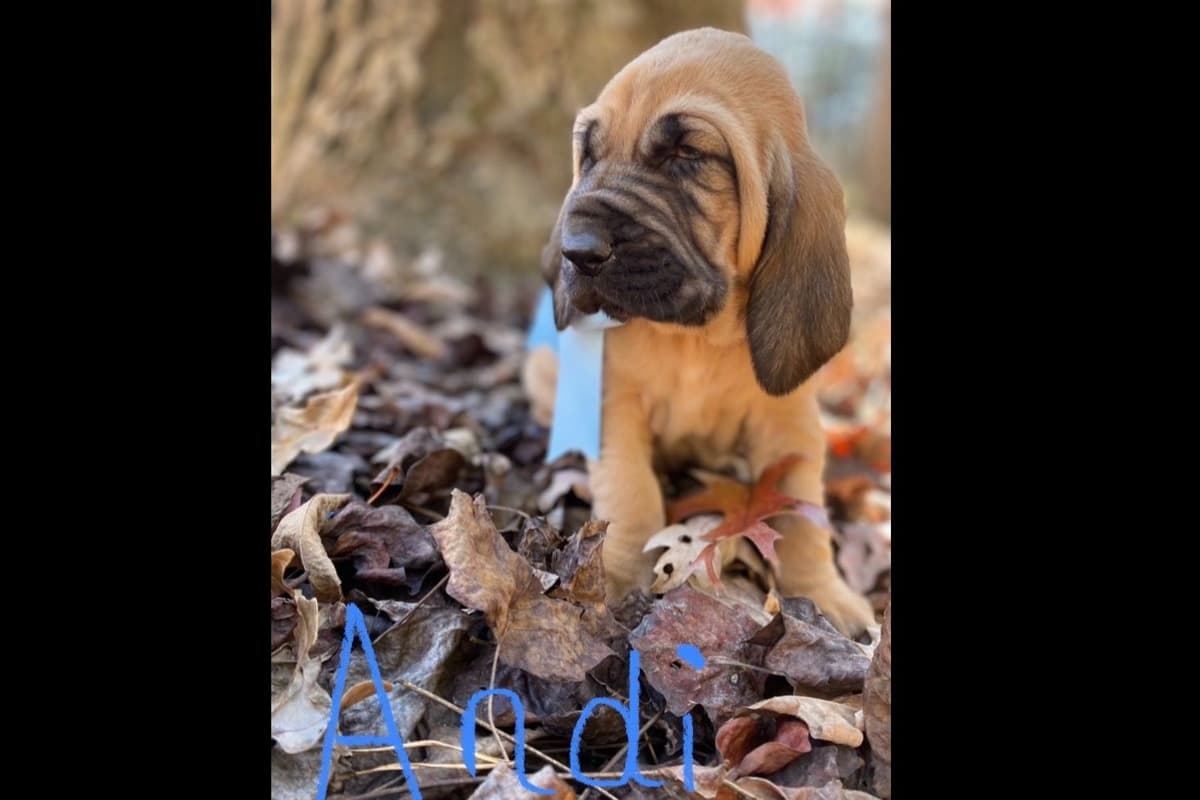 Bloodhound Puppies breeder image 12
