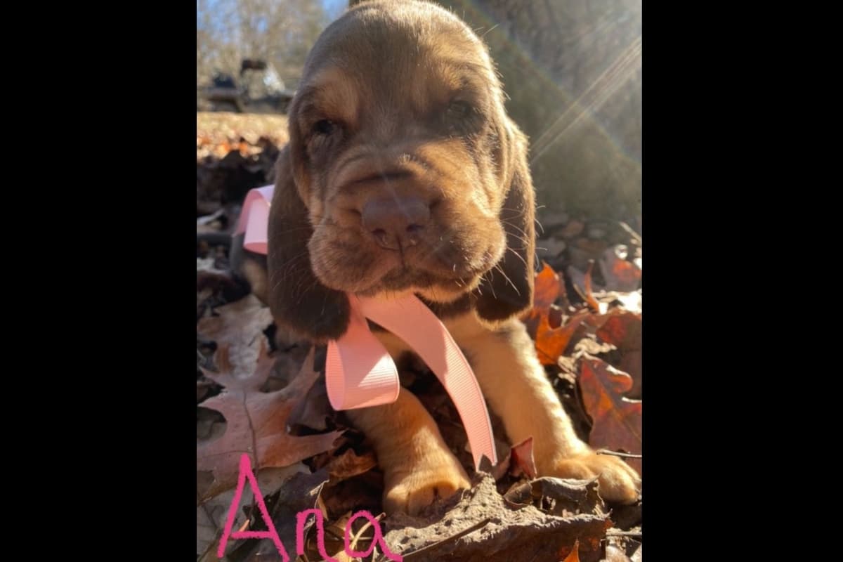 Bloodhound Puppies breeder image 13