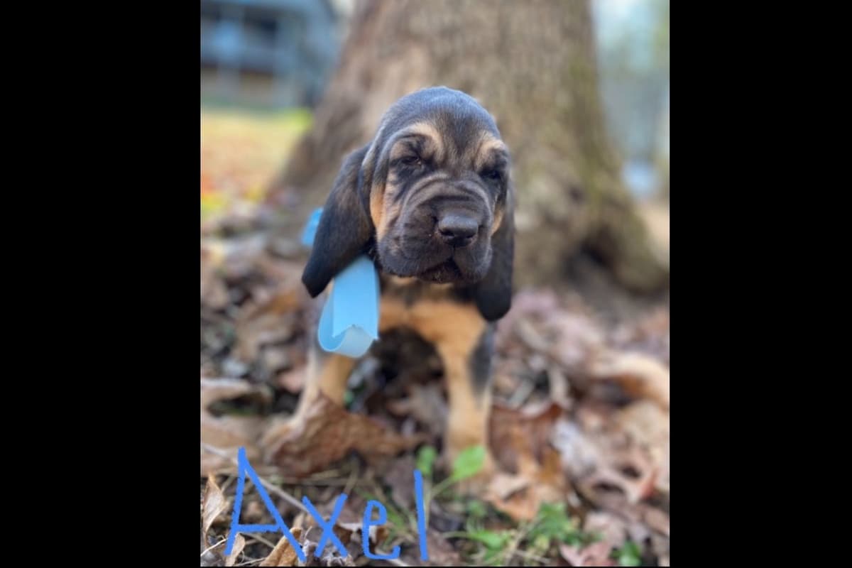 Bloodhound Puppies breeder image 15