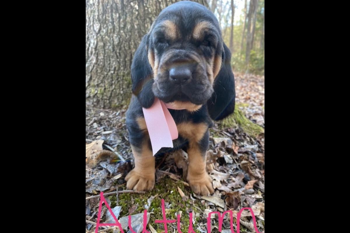 Bloodhound Puppies breeder image 17