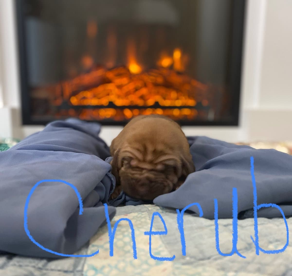 Bloodhound Puppies breeder image 2