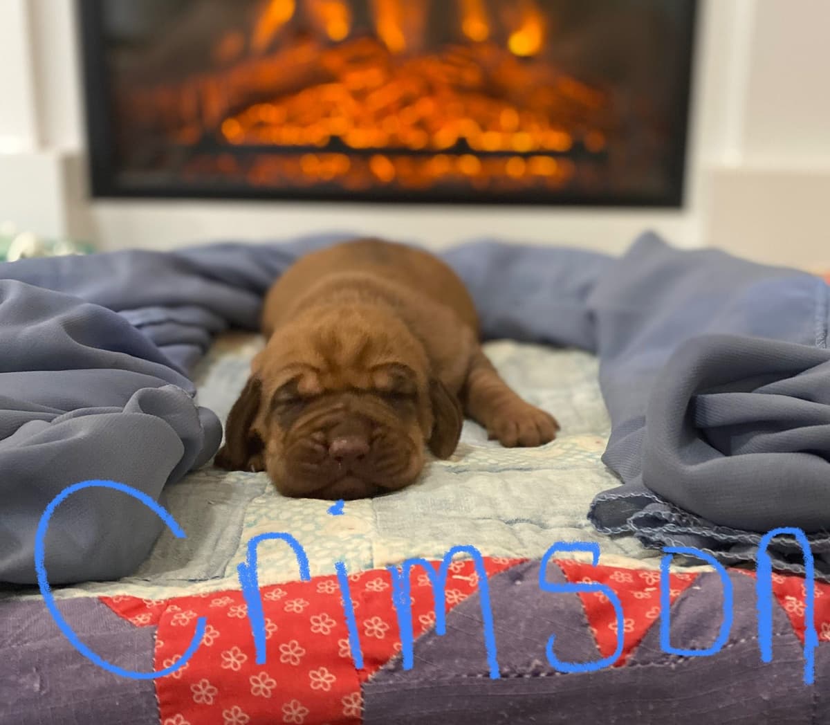 Bloodhound Puppies breeder image 3