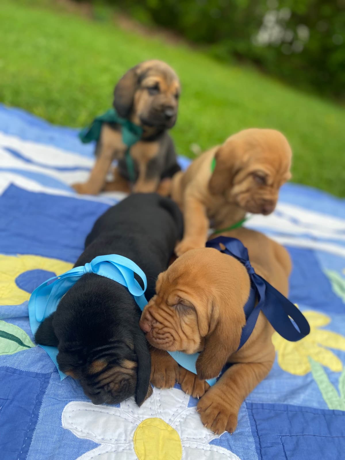 Bloodhound Puppies breeder image 18