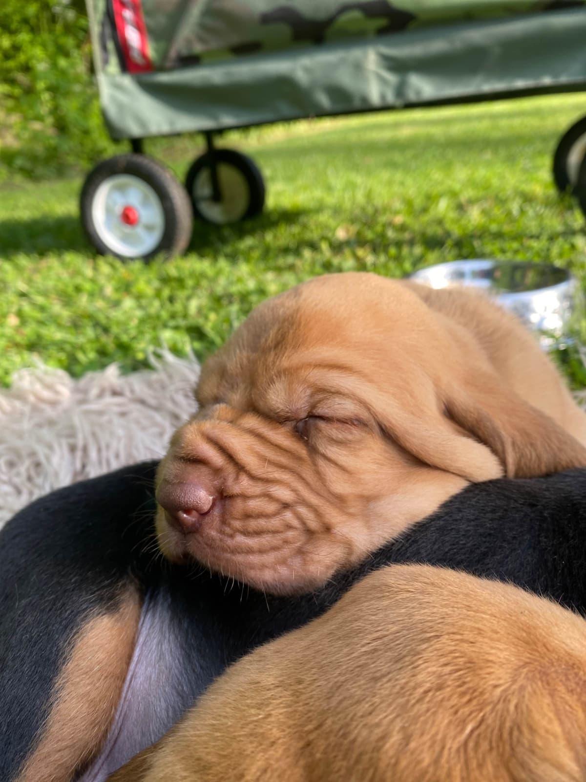 Bloodhound Puppies breeder image 19