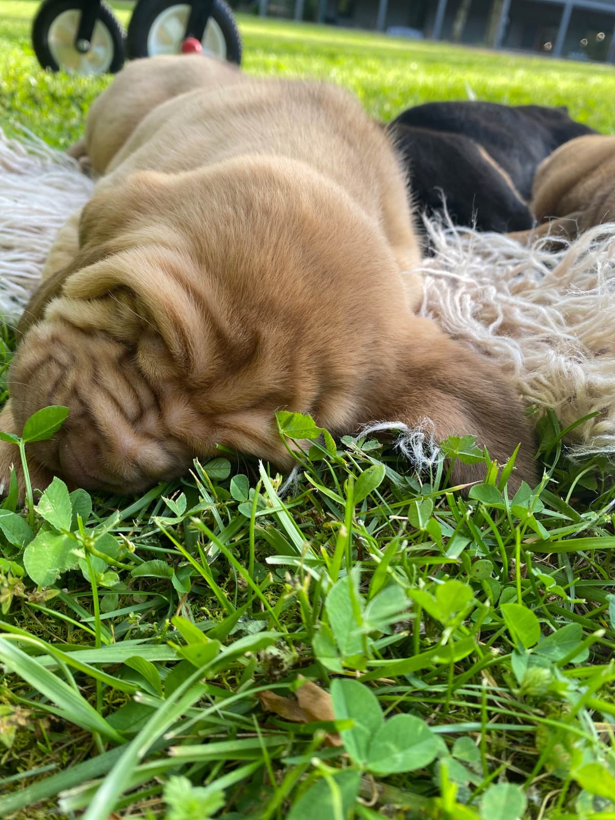 Bloodhound Puppies breeder image 20