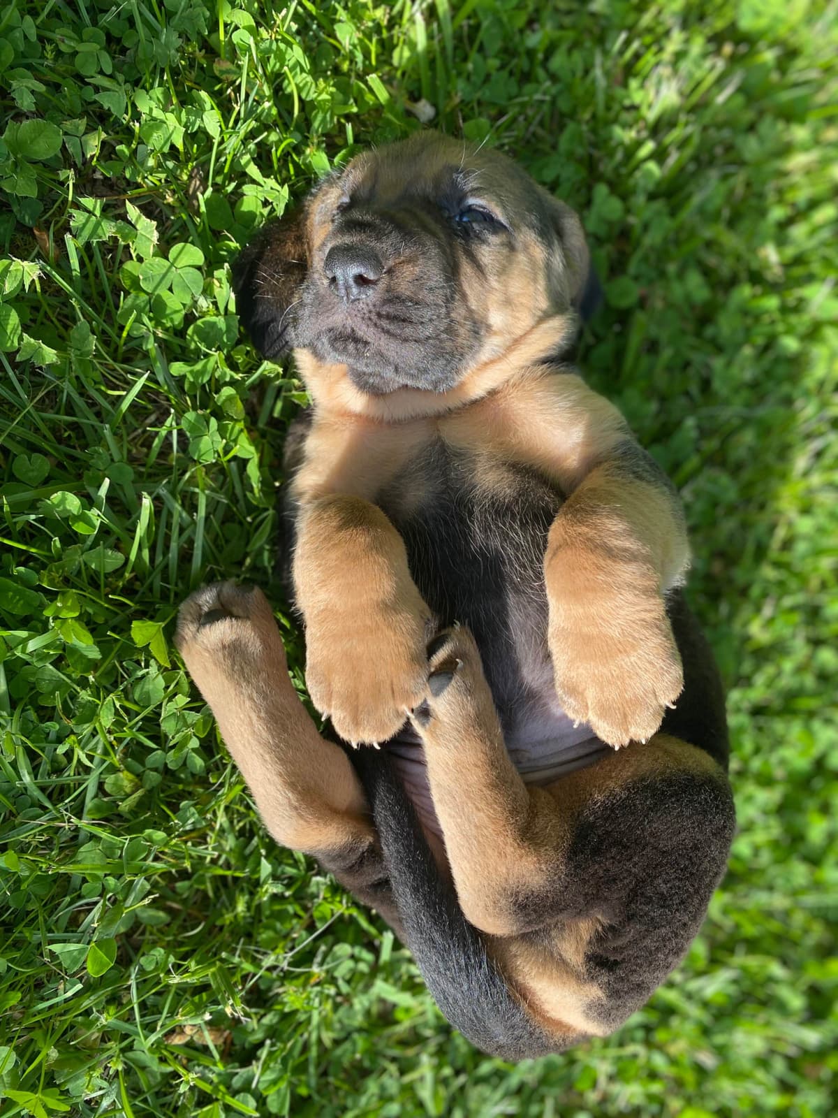 Bloodhound Puppies breeder image 21