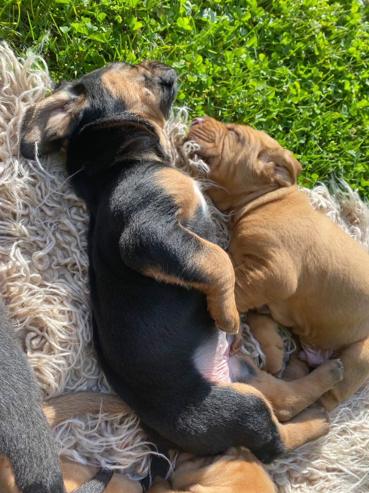 Bloodhound Puppies breeder image 22