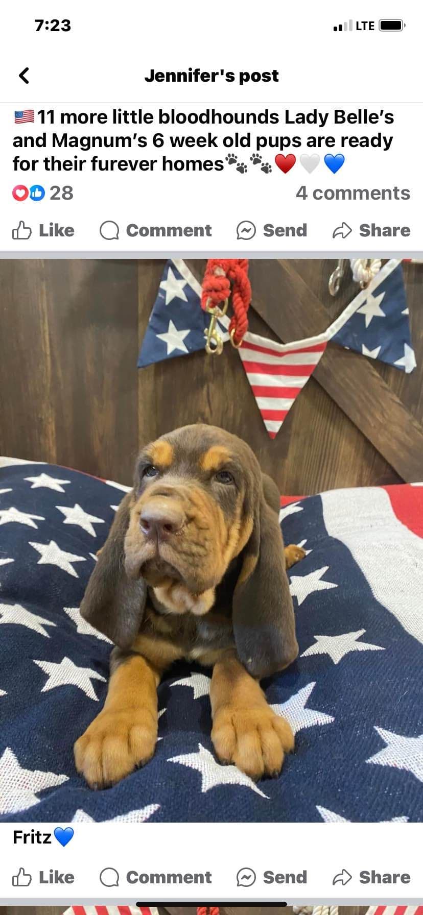 Bloodhound Puppies breeder image 23