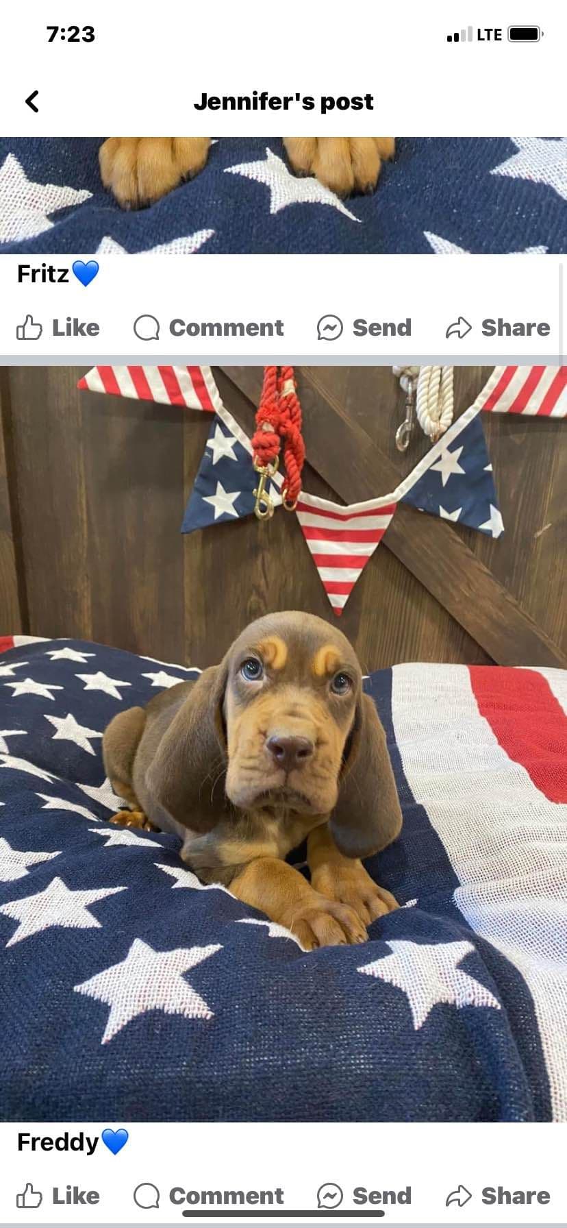 Bloodhound Puppies breeder image 24
