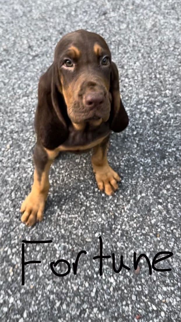 Bloodhound Puppies breeder image 26