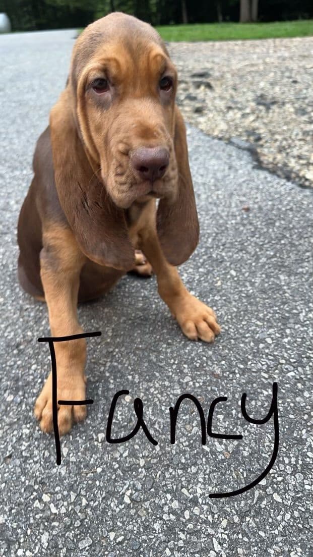Bloodhound Puppies breeder image 29