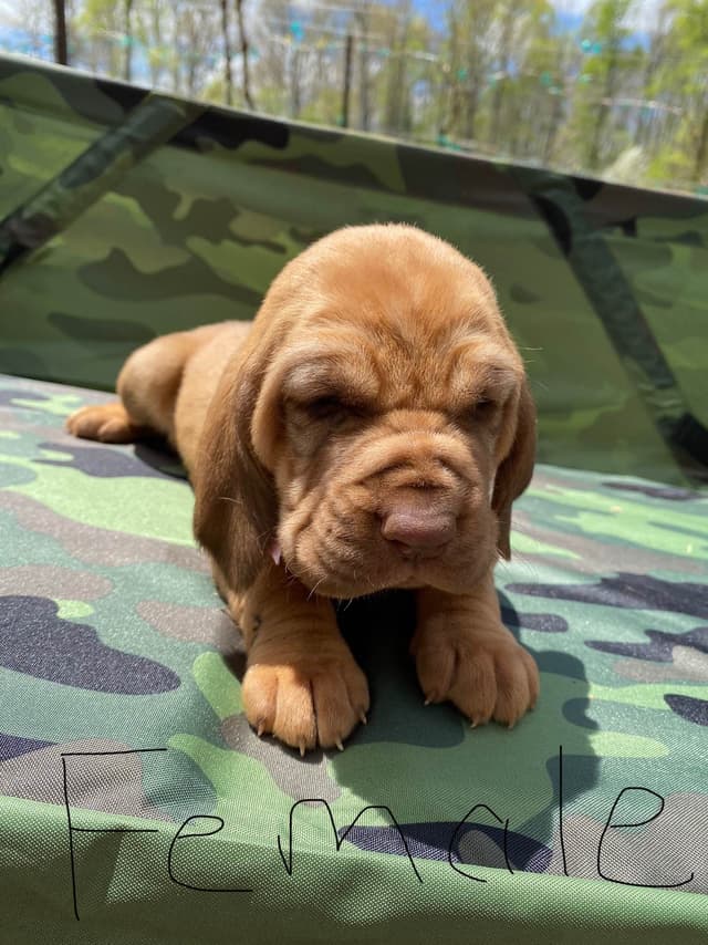Bloodhound Puppies media 2