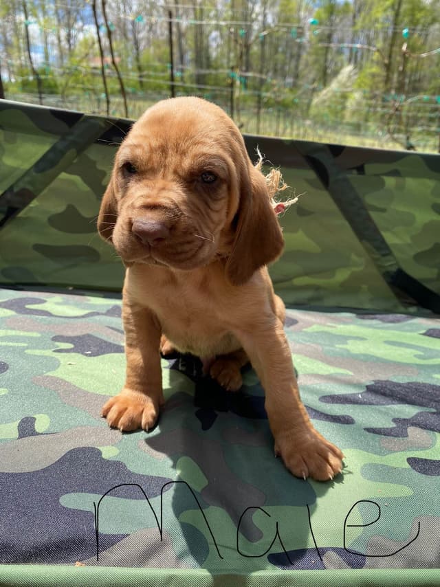 Bloodhound Puppies media 3