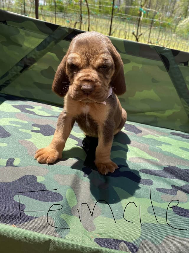 Bloodhound Puppies media 4