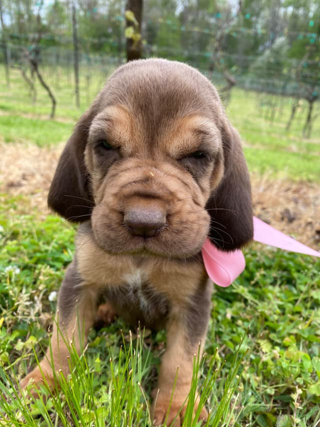 Bloodhound Puppies media 5