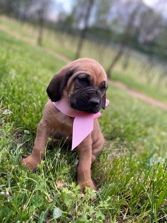 Bloodhound Puppies media 6