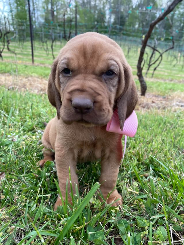 Bloodhound Puppies media 8