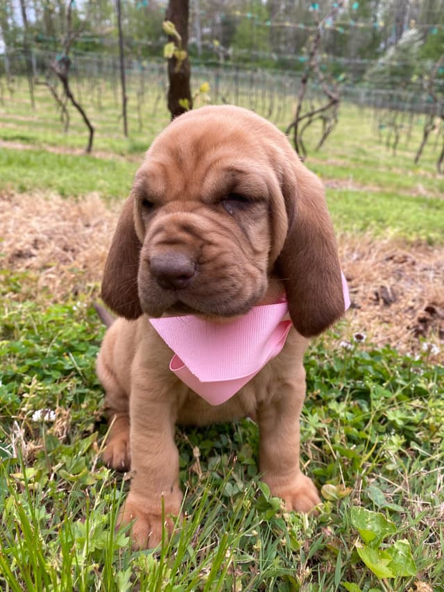 Bloodhound Puppies media 7