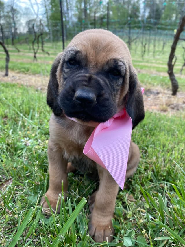 Bloodhound Puppies media 9