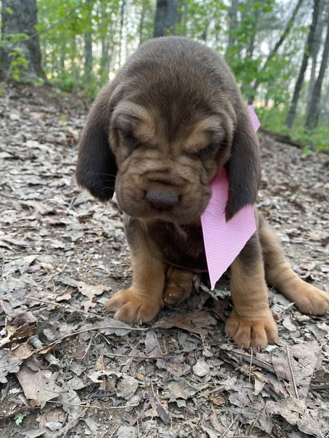 Bloodhound Puppies media 10