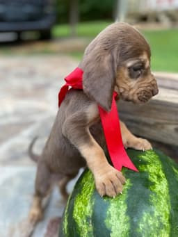 Bloodhound Puppies thumbnail 5