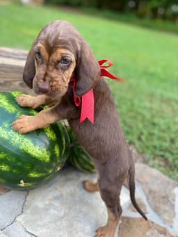 Bloodhound Puppies thumbnail 6