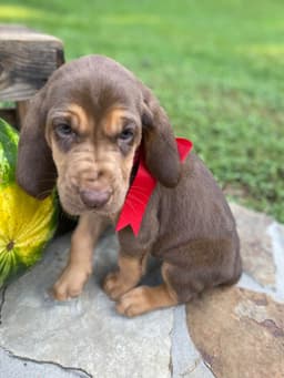 Bloodhound Puppies thumbnail 7