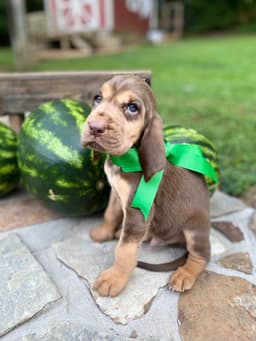 Bloodhound Puppies thumbnail 2