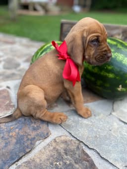 Bloodhound Puppies thumbnail 8