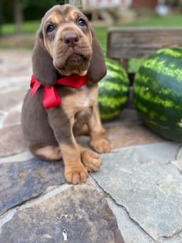 Bloodhound Puppies thumbnail 9