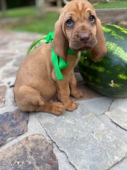Bloodhound Puppies thumbnail 4