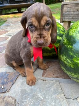 Bloodhound Puppies thumbnail 10
