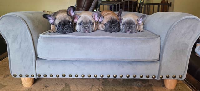 French Bulldog Puppies media 2