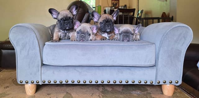 French Bulldog Puppies media 3