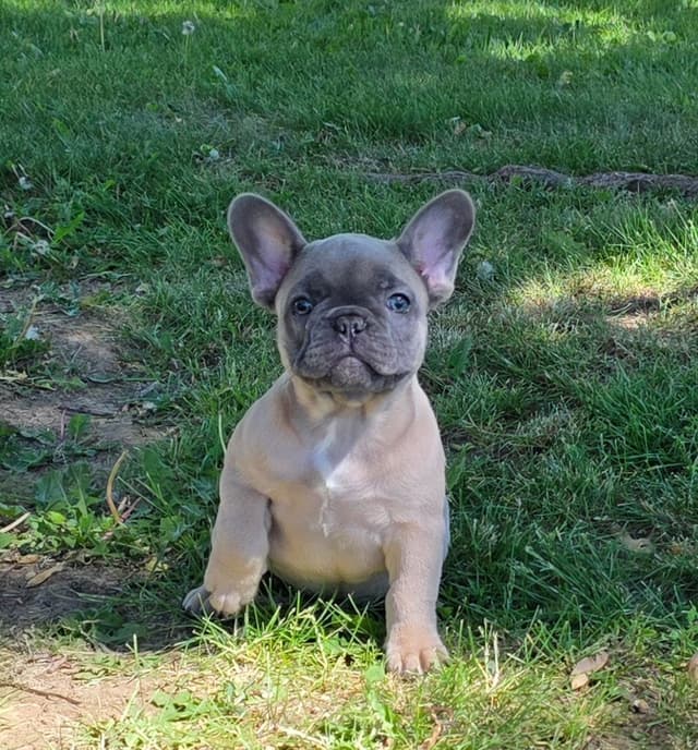 French Bulldog Puppies media 4
