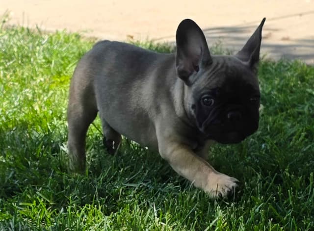 French Bulldog Puppies media 5