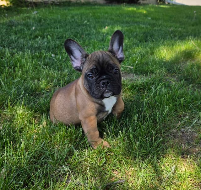 French Bulldog Puppies media 6