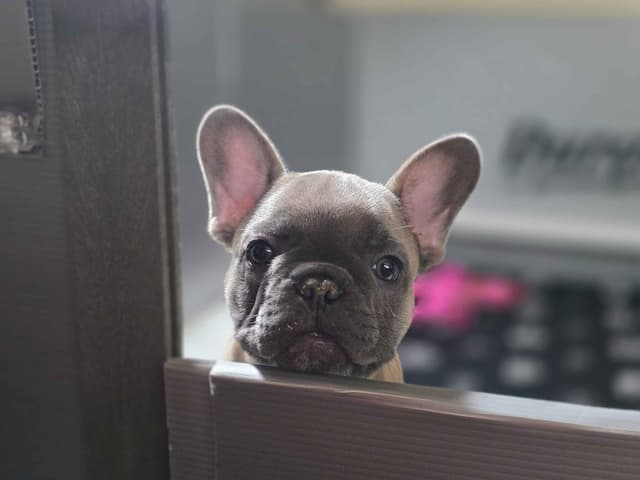 French Bulldog Puppies media 7