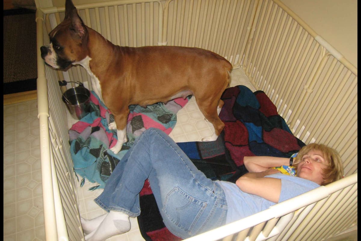 Boxer Puppies From An Experienced Breeder Focused On Longevity breeder image 14
