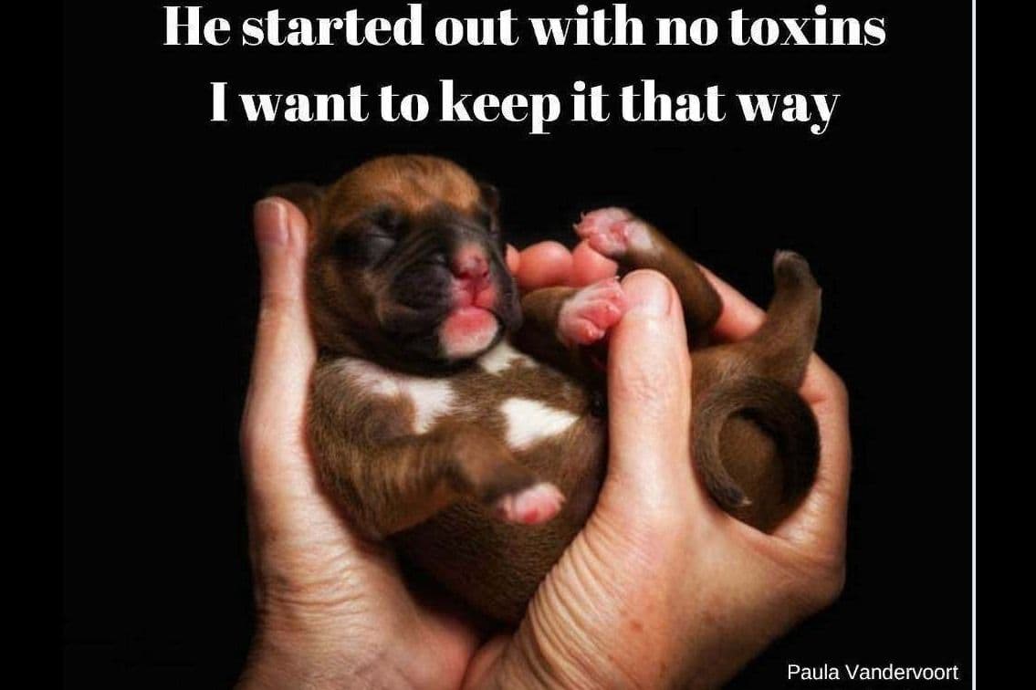 Boxer Puppies From An Experienced Breeder Focused On Longevity breeder image 6