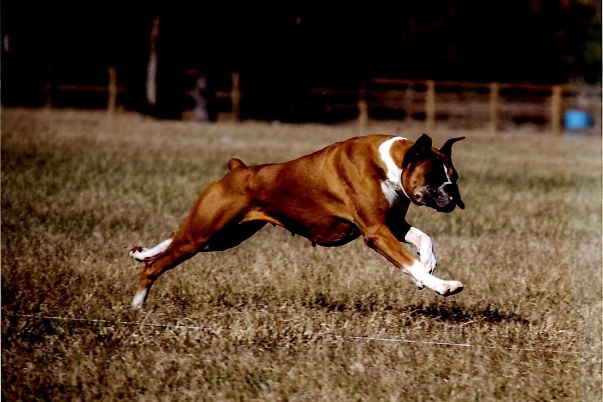 Boxer Puppies From An Experienced Breeder Focused On Longevity breeder image 9