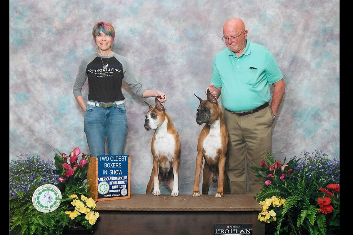 Boxer Puppies From An Experienced Breeder Focused On Longevity breeder image 10