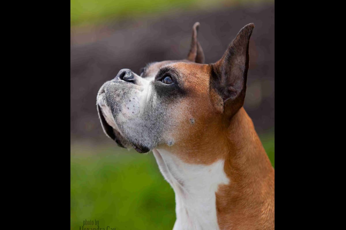 Boxer Puppies From An Experienced Breeder Focused On Longevity breeder image 1