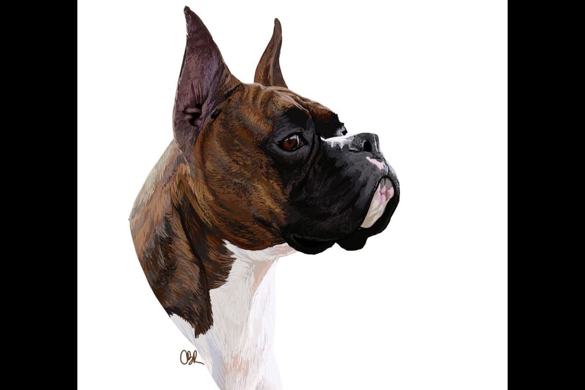 Boxer Puppies From An Experienced Breeder Focused On Longevity breeder image 11