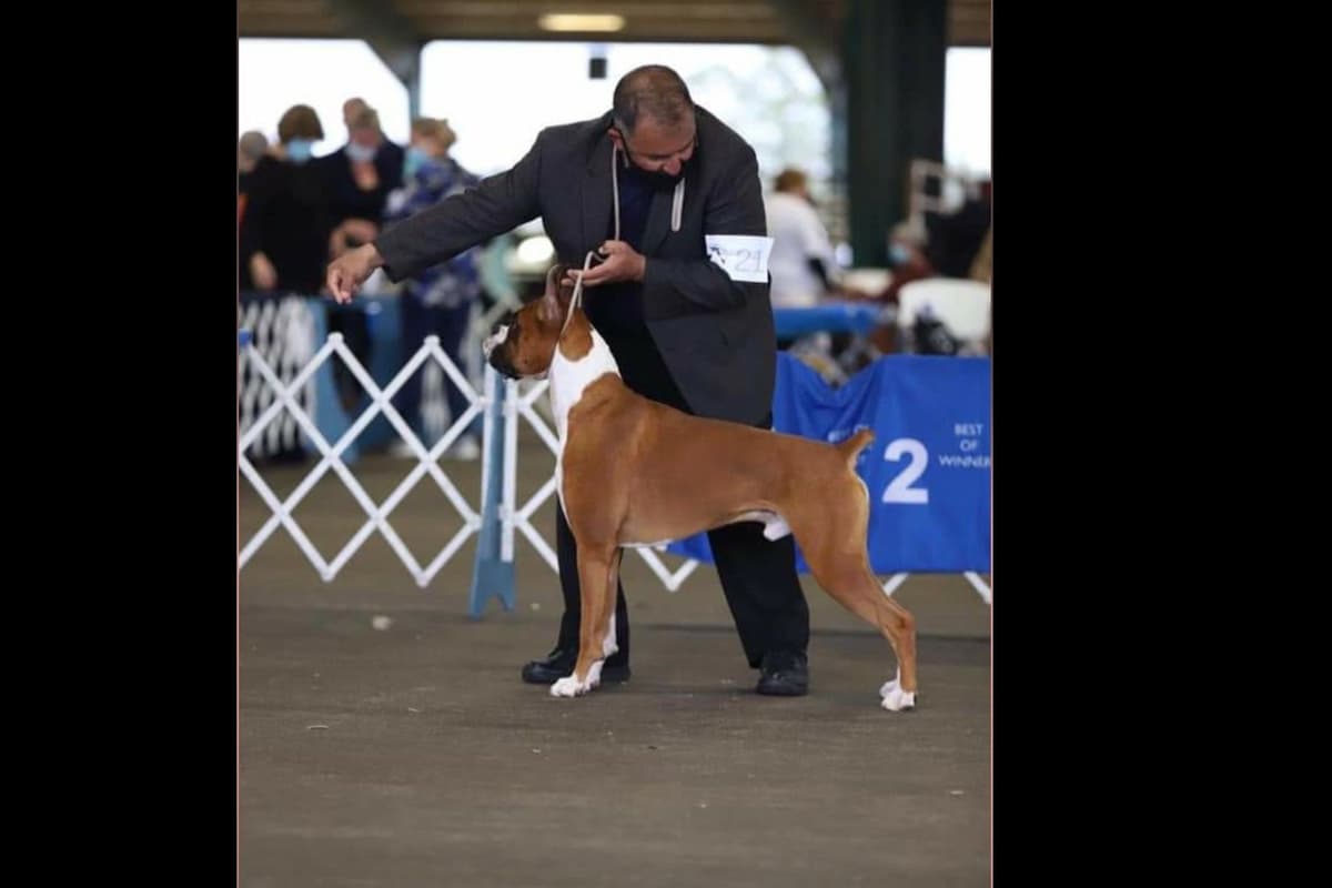 Boxer Puppies From An Experienced Breeder Focused On Longevity breeder image 12