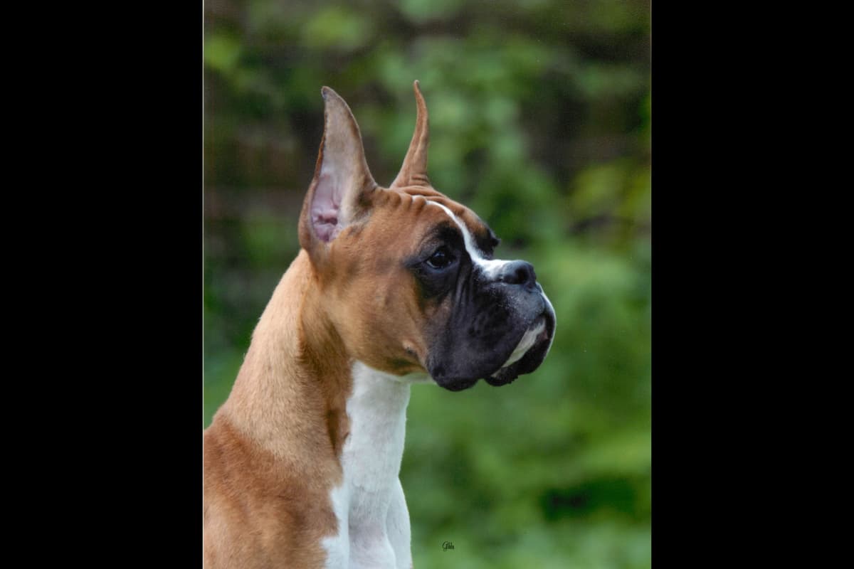 Boxer Puppies From An Experienced Breeder Focused On Longevity breeder image 13