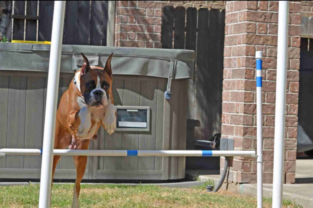 Boxer Puppies From An Experienced Breeder Focused On Longevity breeder image 20