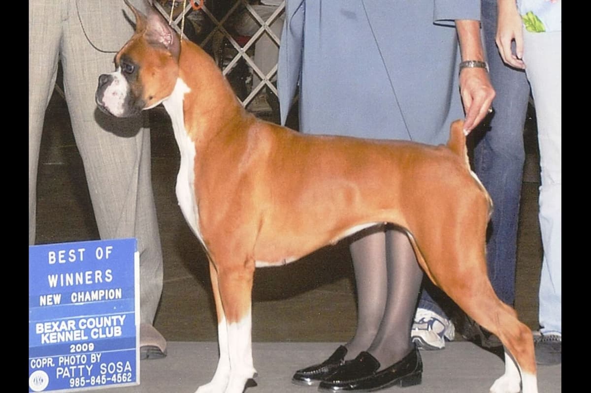 Boxer Puppies From An Experienced Breeder Focused On Longevity breeder image 21