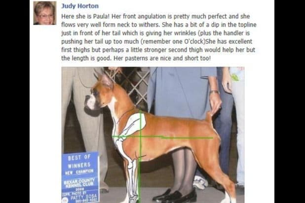 Boxer Puppies From An Experienced Breeder Focused On Longevity breeder image 22
